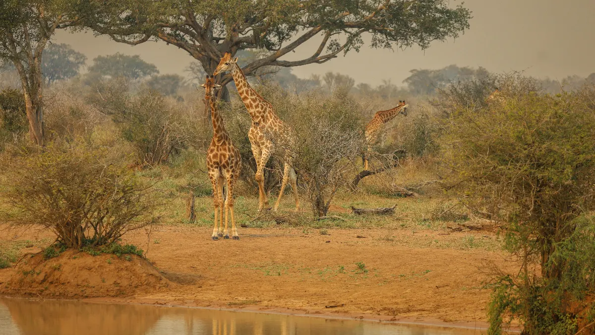 Safari de Kenia y Tanzania 2026