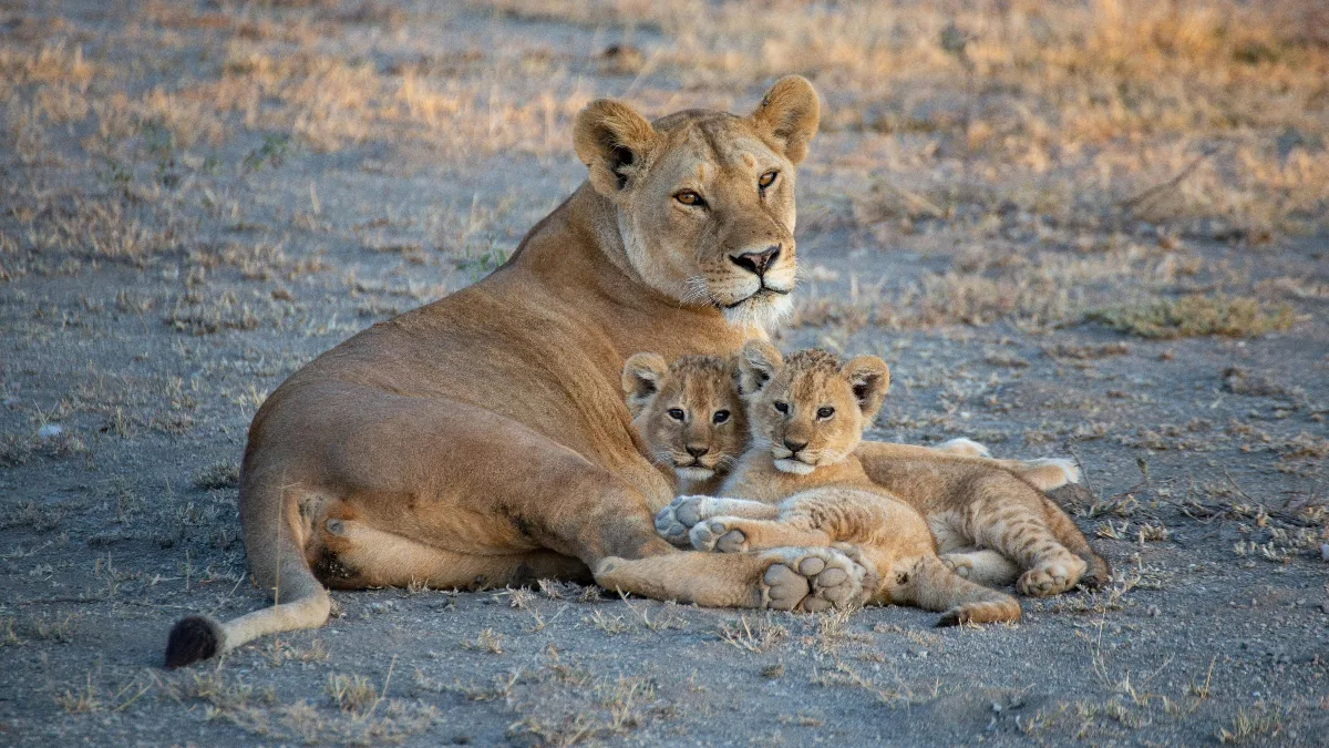 Tanzania Auténtica y Vida Masai 2026
