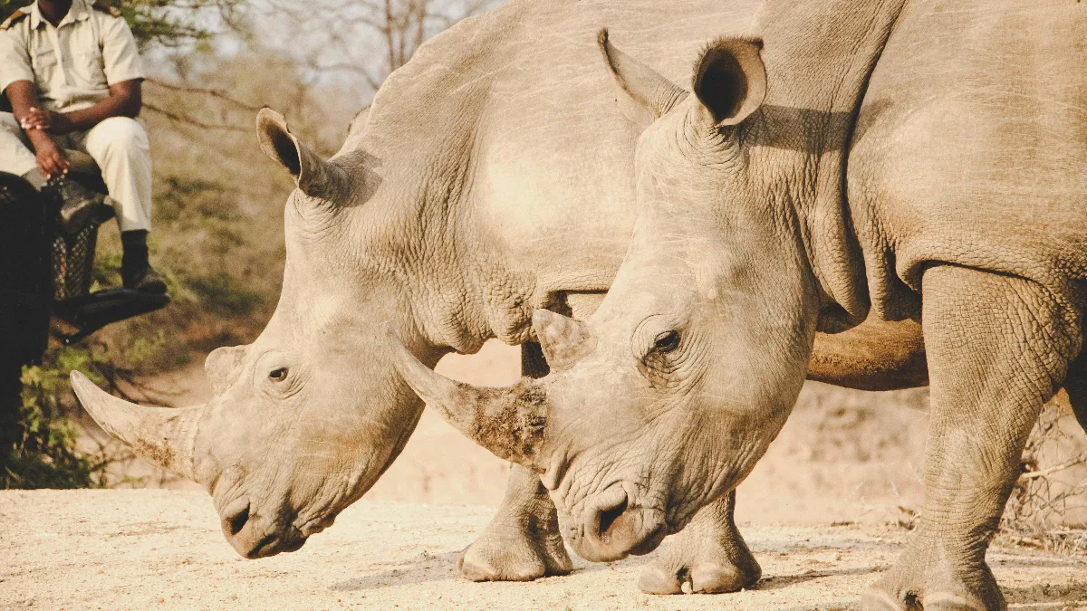 Uganda la Perla de África 2026