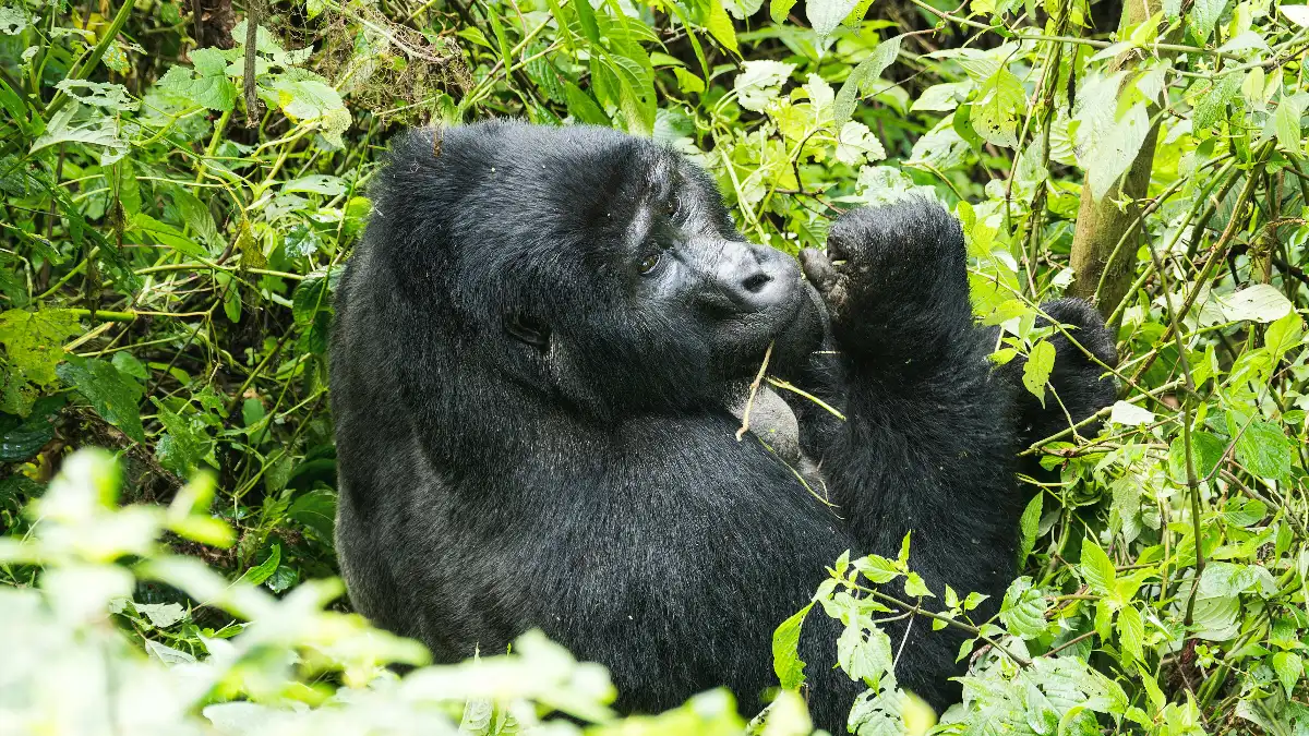 Gorilas, Chimpances y Rinocerontes Uganda y Ruanda 2026