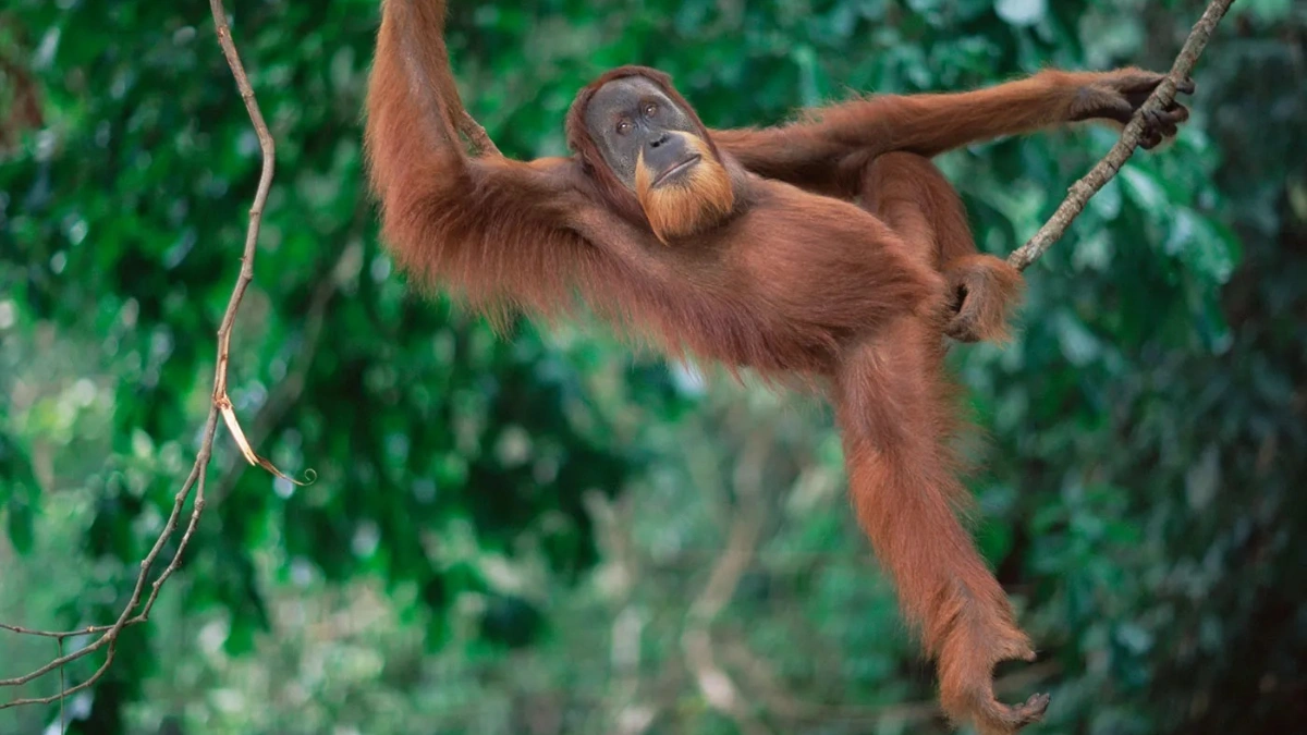 Monos y Orangutanes en Sumatra