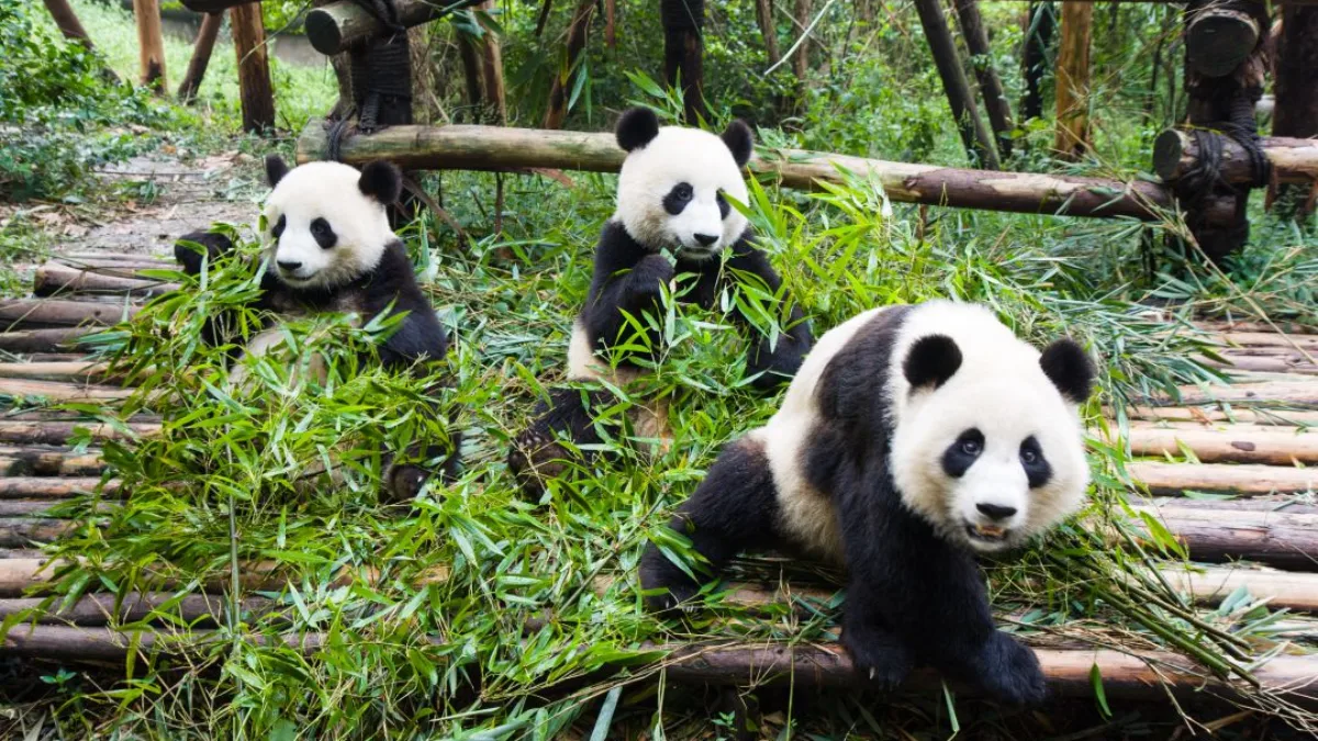 China Pandas y Mundo de Película