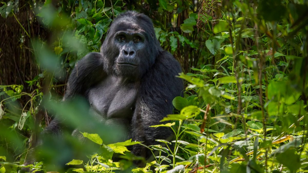 Kenia + Uganda - Masai Mara y Gorilas en Bwindi con paquetes a Uganda
