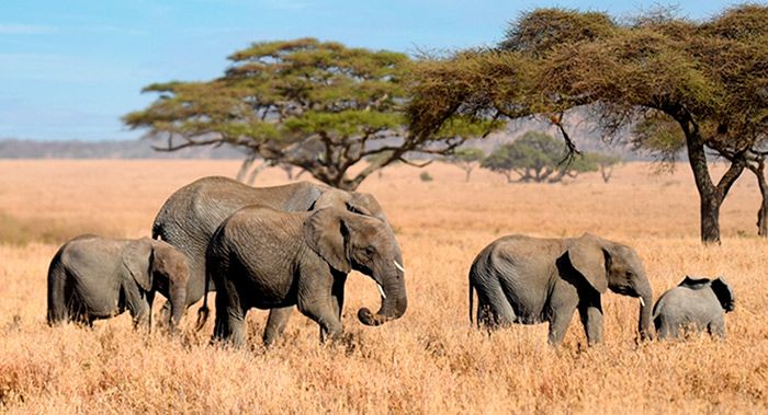 tours guiados por África