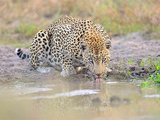sudafrica-parque-kruger-leopardo-522.jpg