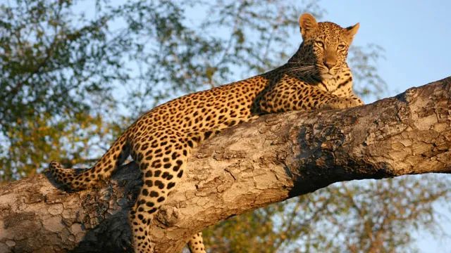 Sudáfrica Completa - Kruger, Garden Route y Ciudad del Cabo